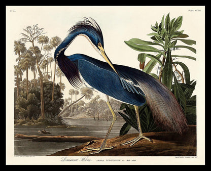 Louisiana Heron by John J. Audubon