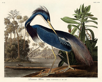 Colorful bird illustration with a natural landscape background