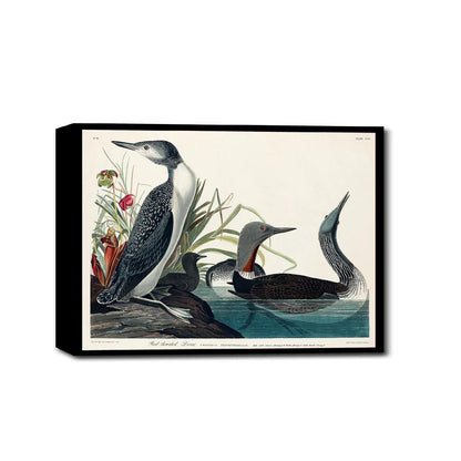 Red-Throated Diver by John J. Audubon