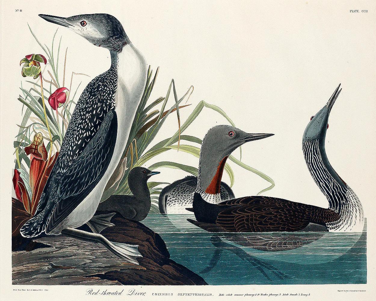 Red-Throated Diver by John J. Audubon