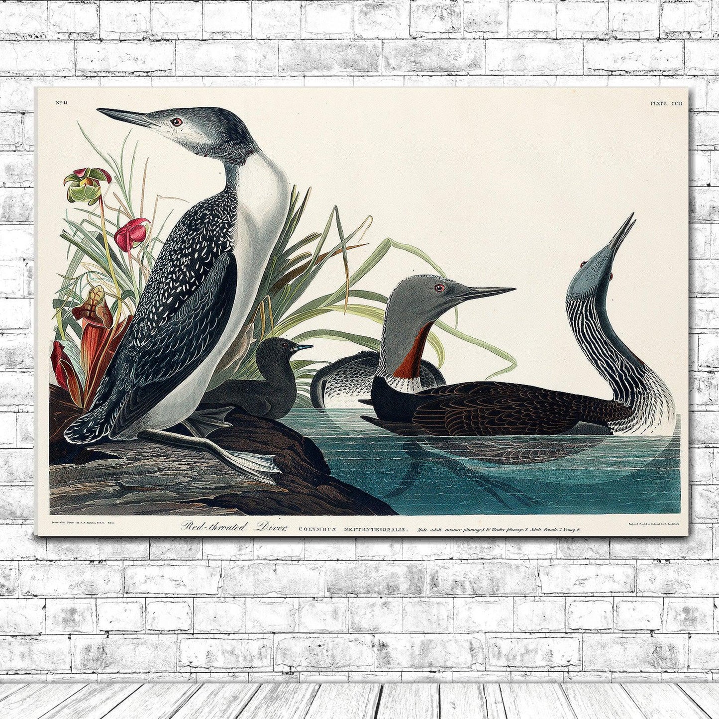 Red-Throated Diver by John J. Audubon