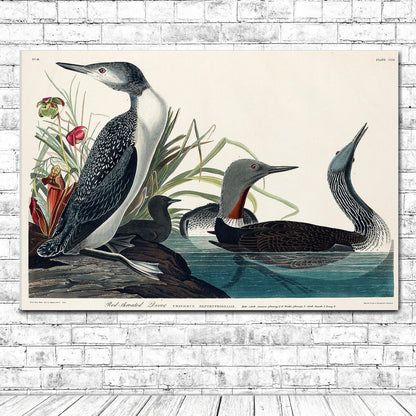 Red-Throated Diver by John J. Audubon