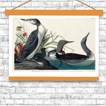 Red-Throated Diver by John J. Audubon