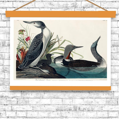 Red-Throated Diver by John J. Audubon