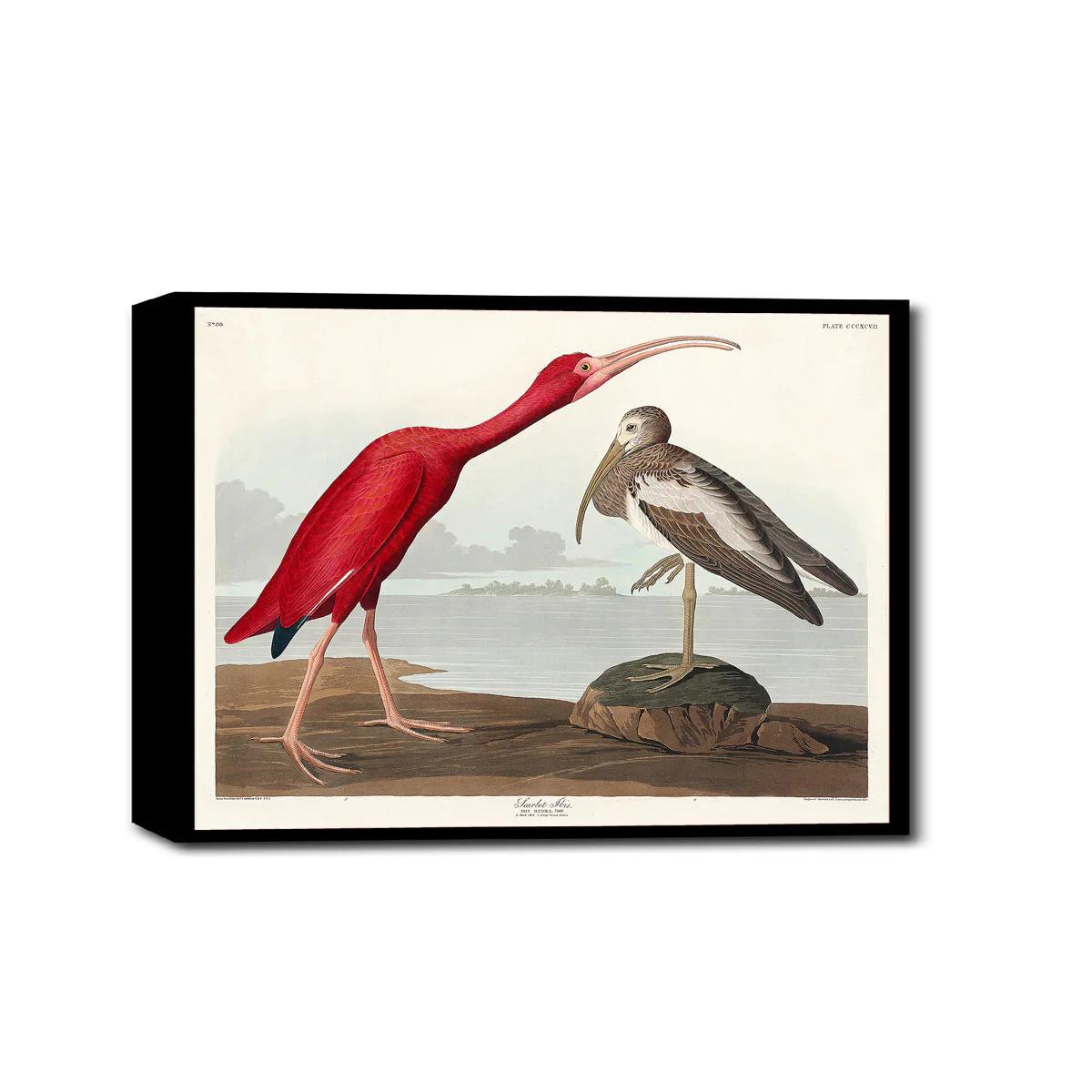 Scarlet Ibis by John J. Audubon