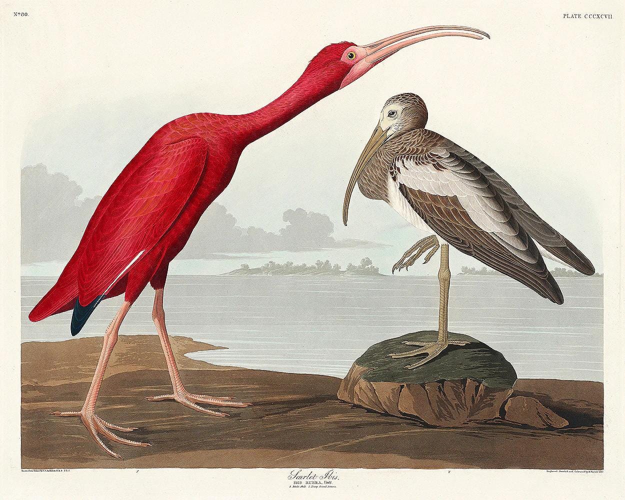 Scarlet Ibis by John J. Audubon