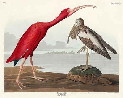 Scarlet Ibis by John J. Audubon