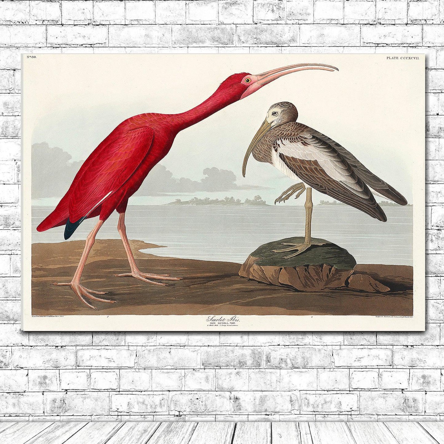 Scarlet Ibis by John J. Audubon