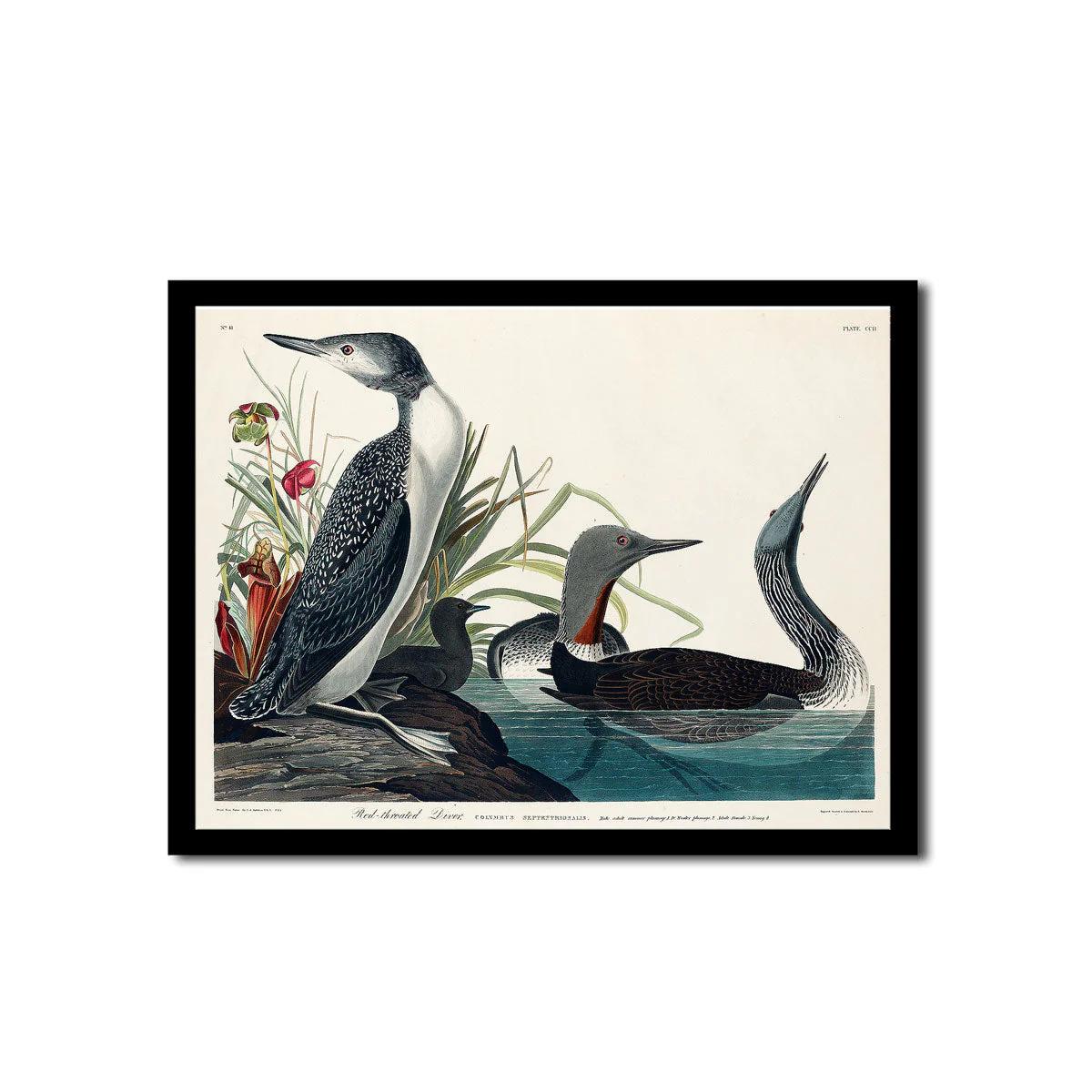 Scarlet Ibis by John J. Audubon