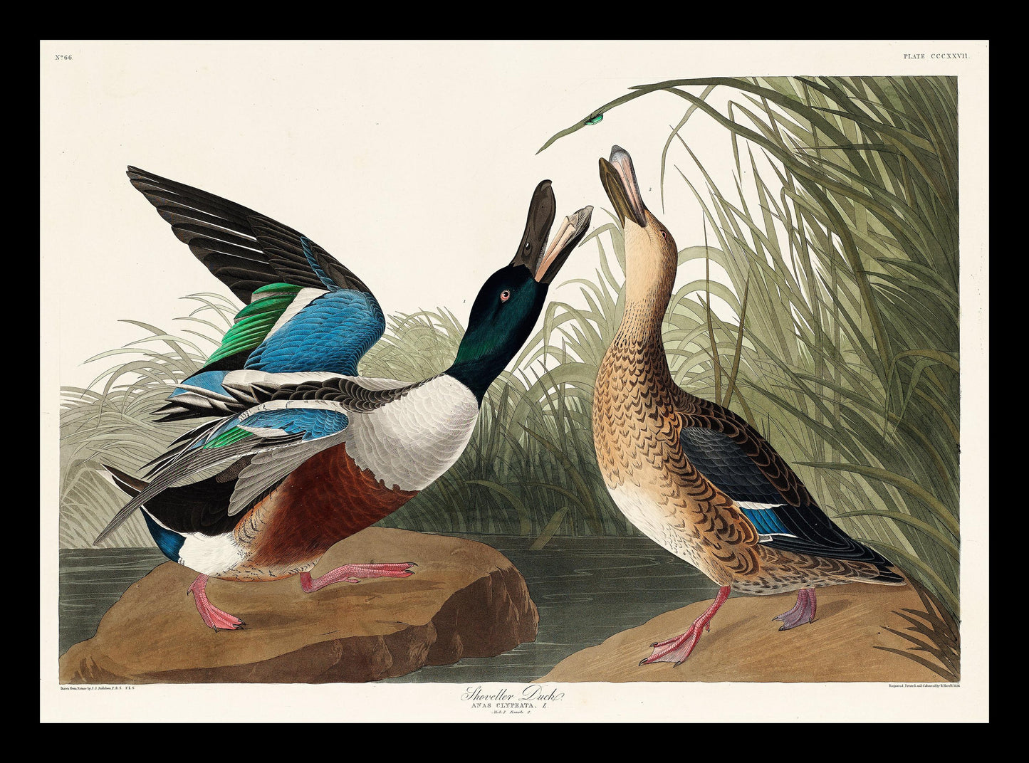 Shoveller Duck by John J. Audubon
