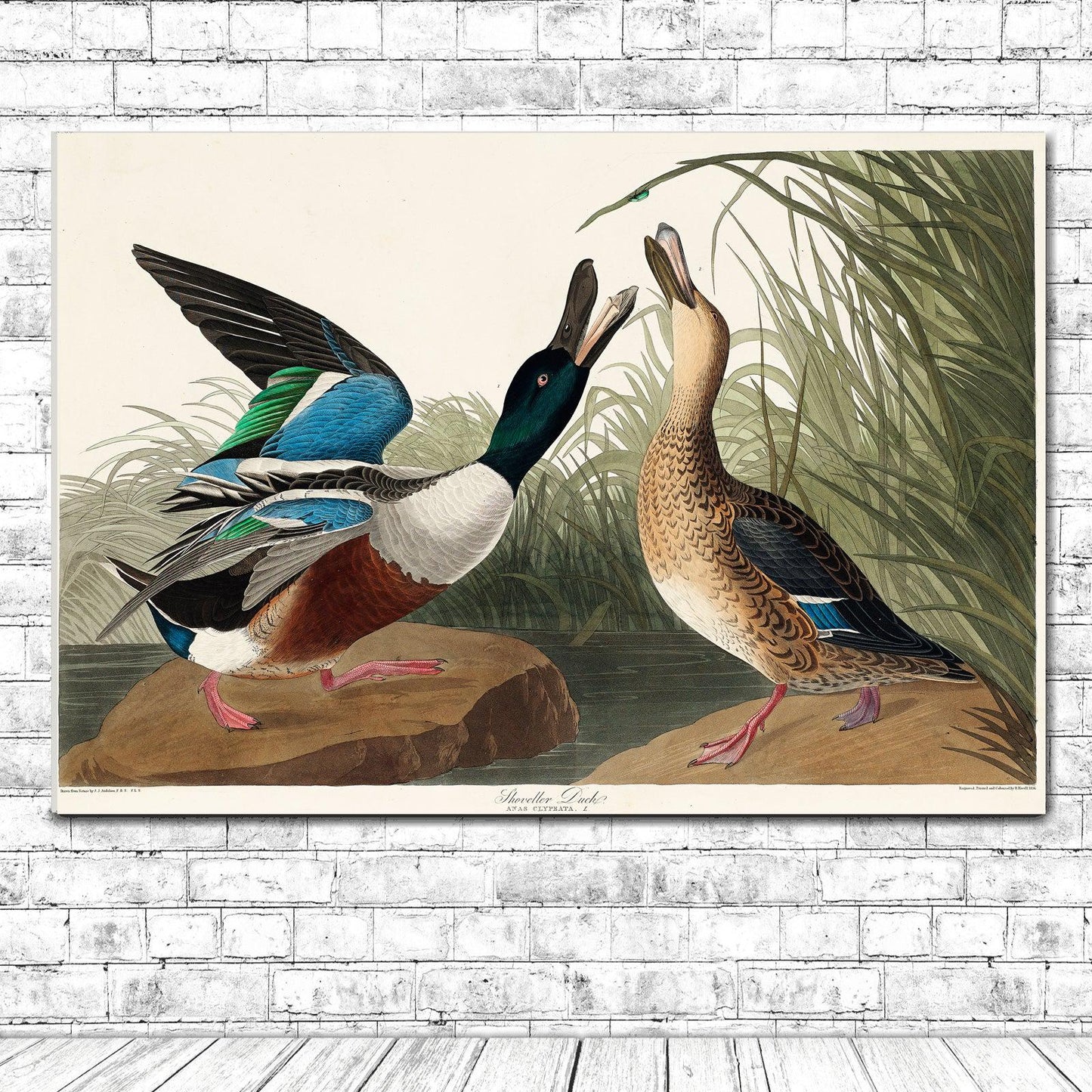 Shoveller Duck by John J. Audubon