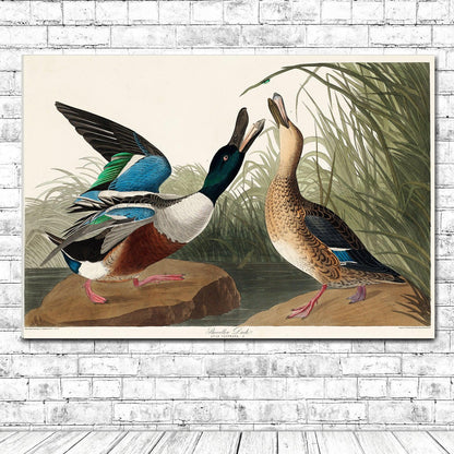 Shoveller Duck by John J. Audubon