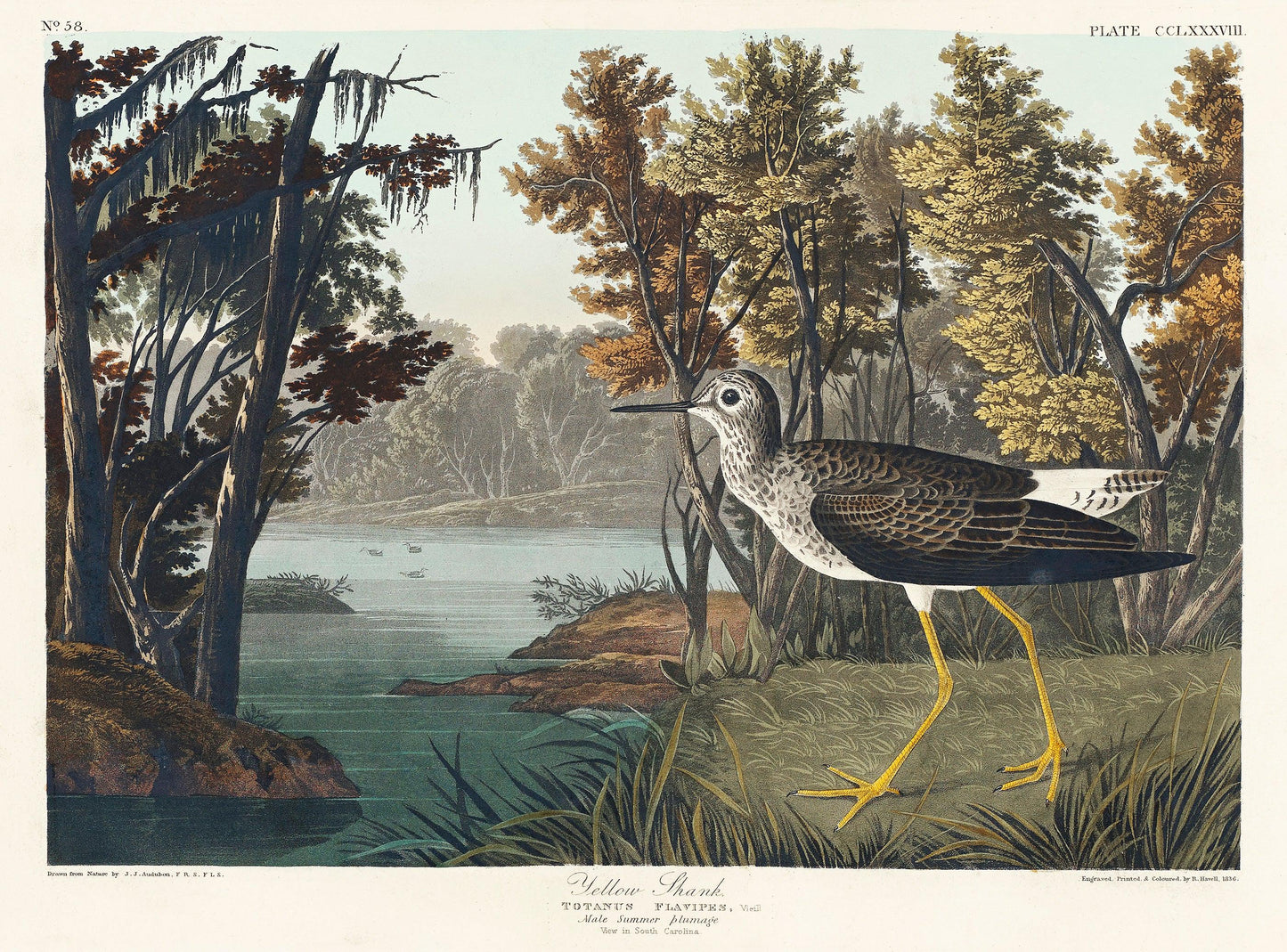 Yellow Shank by John J. Audubon