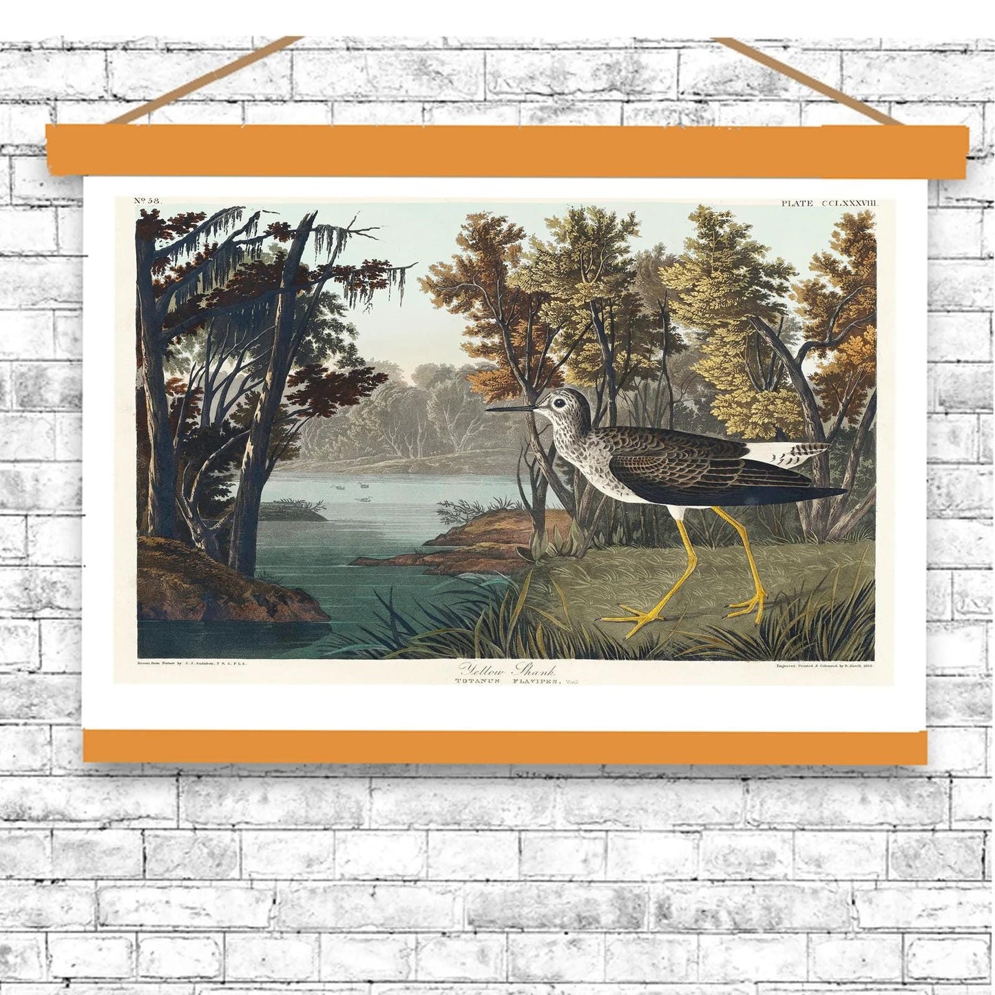 Yellow Shank by John J. Audubon