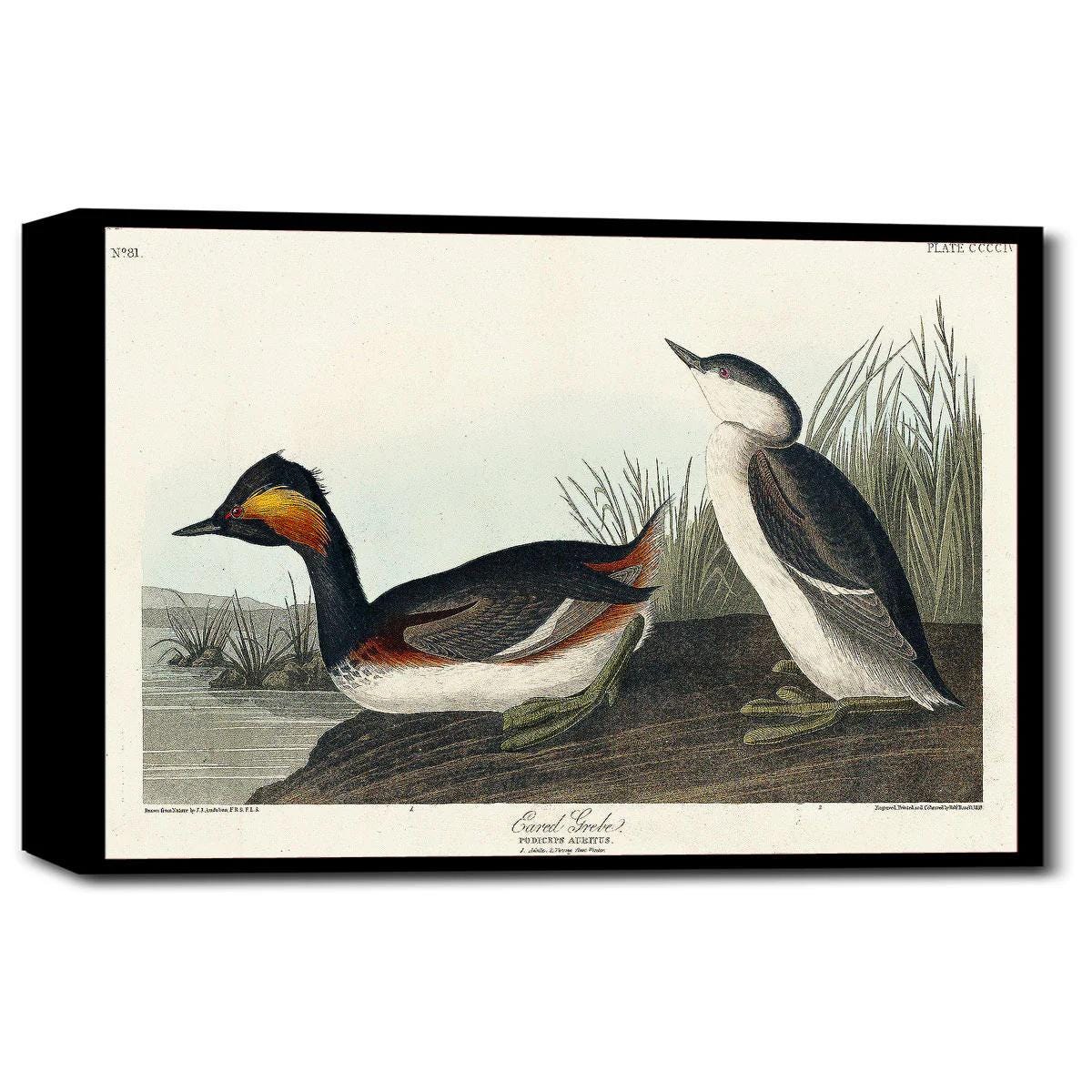 Eared Grebe by John J. Audubon