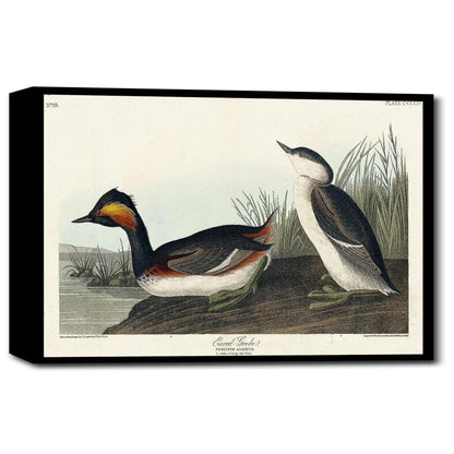 Eared Grebe by John J. Audubon