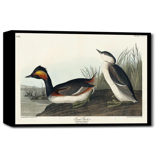 Eared Grebe by John J. Audubon