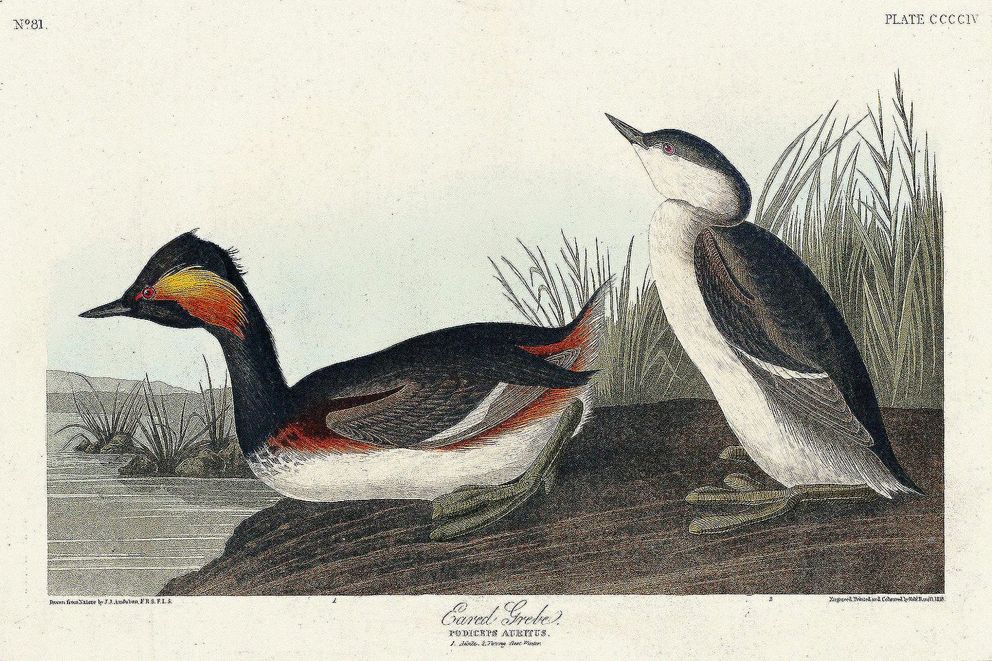 Eared Grebe by John J. Audubon