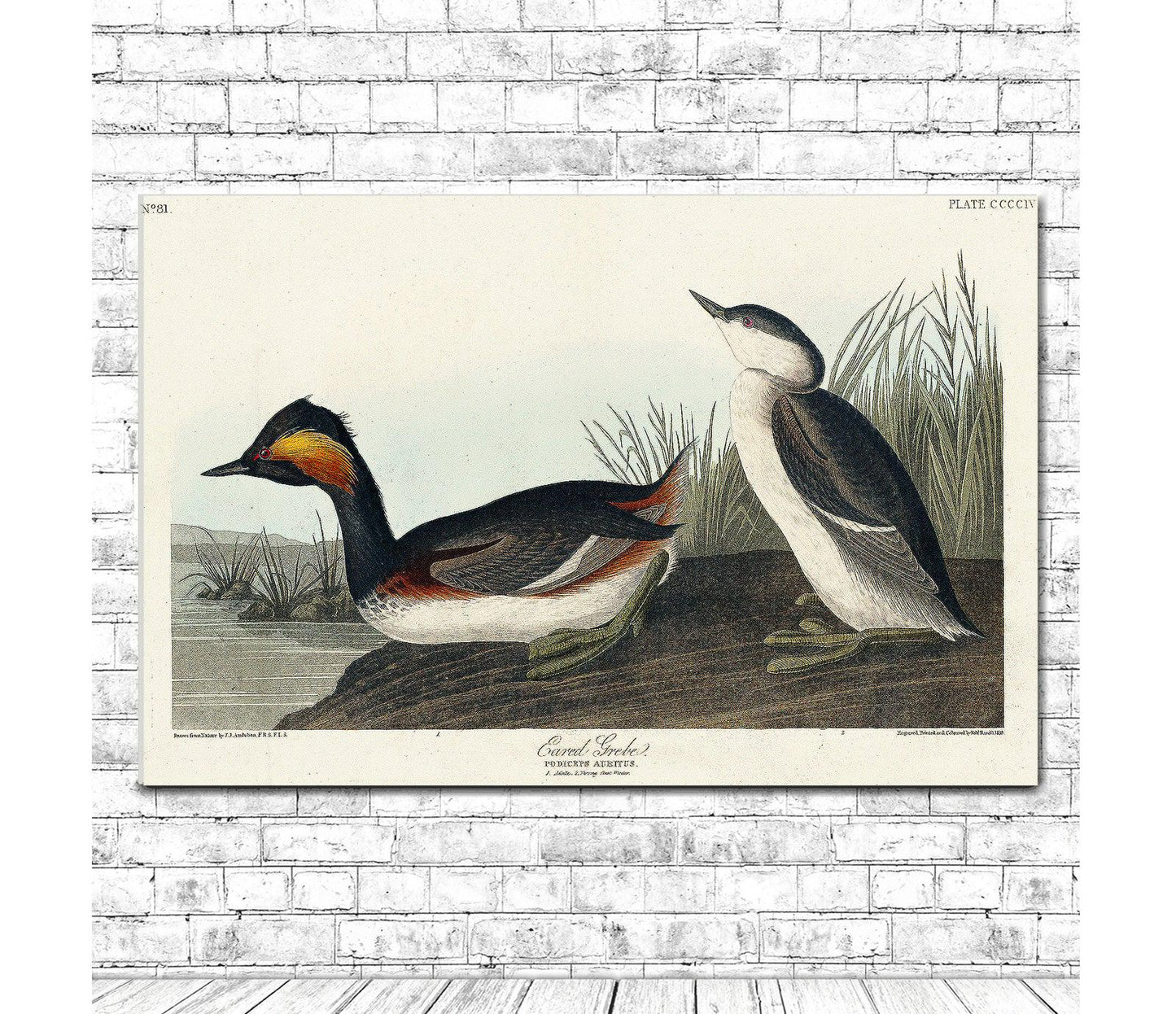 Eared Grebe by John J. Audubon