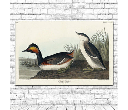 Eared Grebe by John J. Audubon