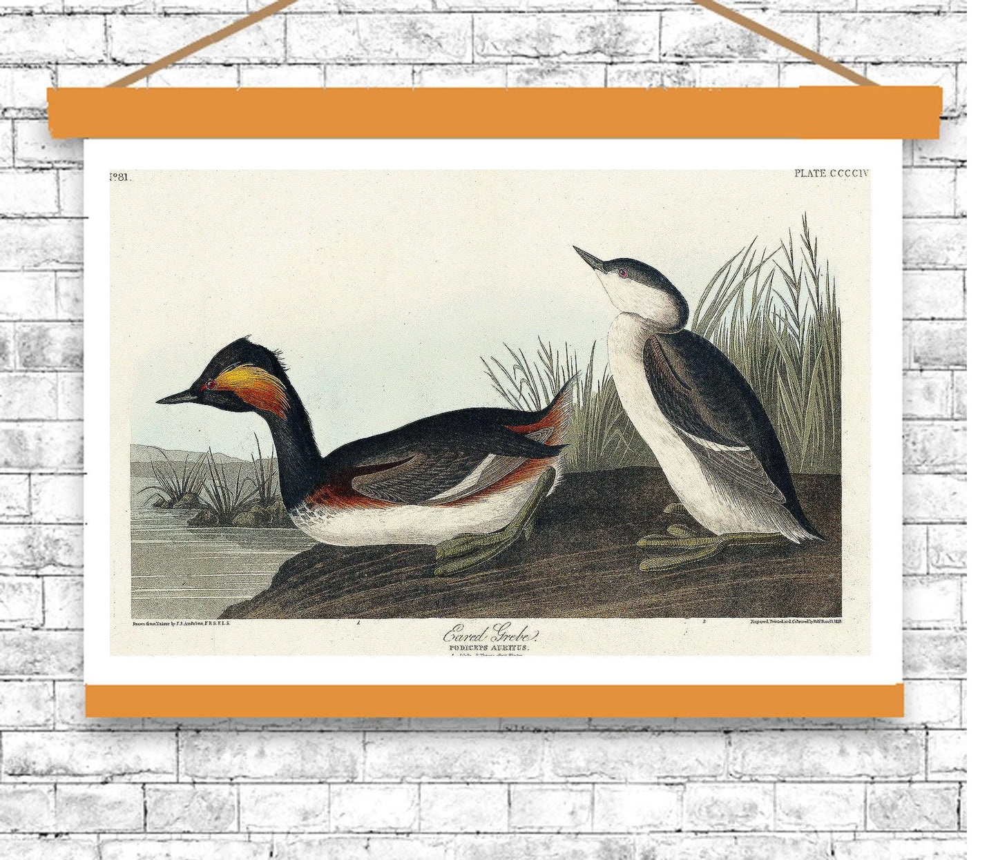 Eared Grebe by John J. Audubon