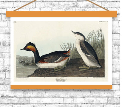 Eared Grebe by John J. Audubon