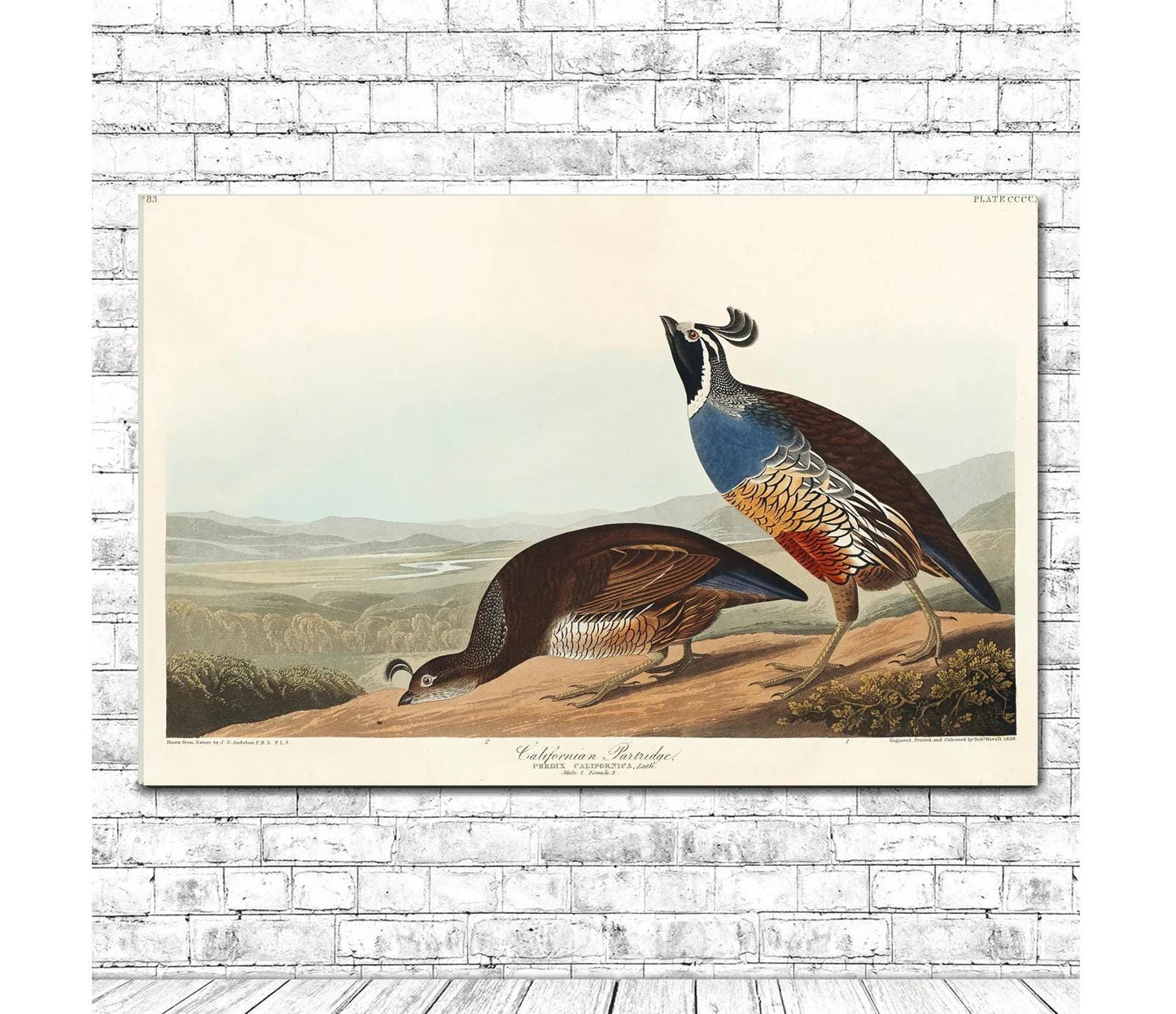 California Partridge by John J. Audubon
