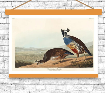 California Partridge by John J. Audubon