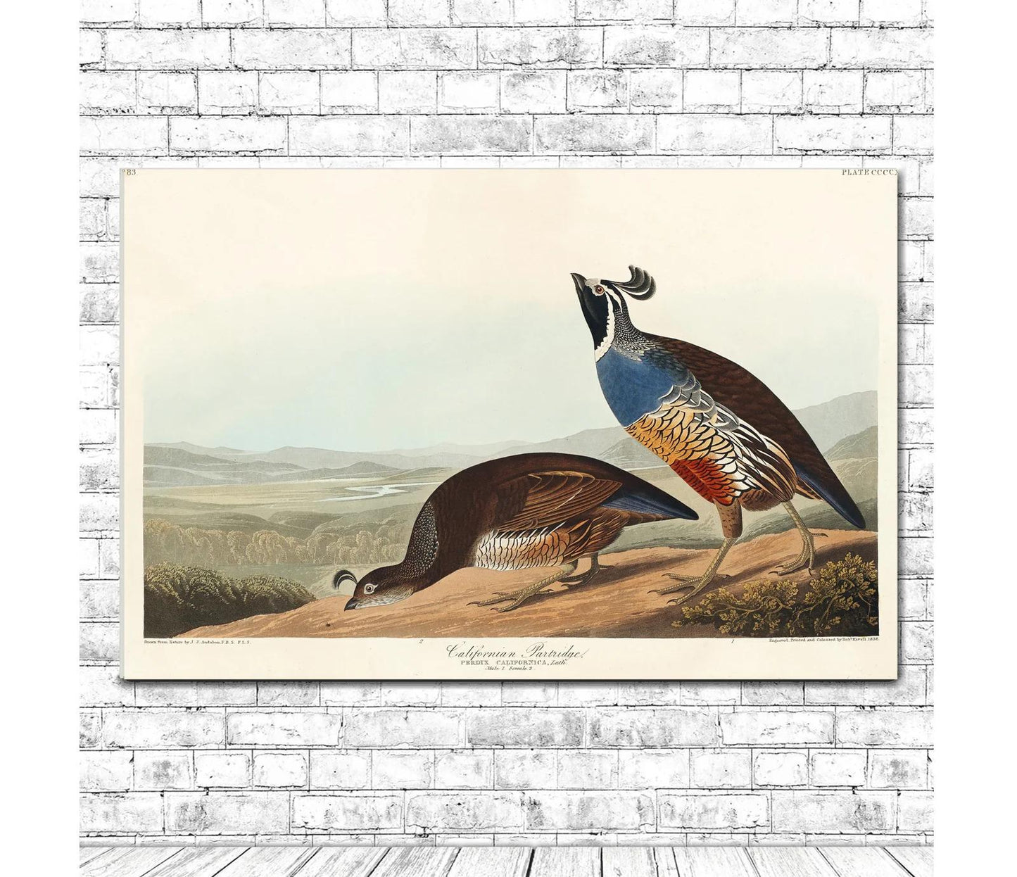 California Partridge by John J. Audubon