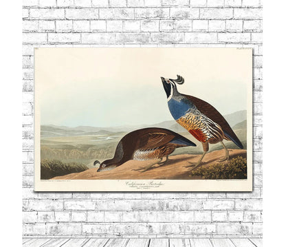 California Partridge by John J. Audubon