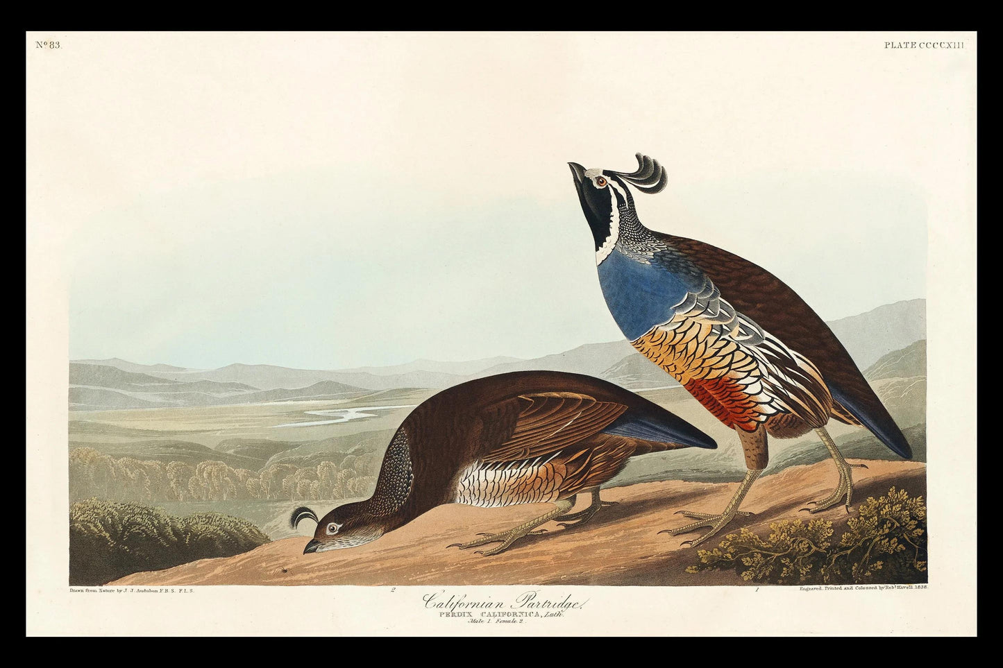 California Partridge by John J. Audubon