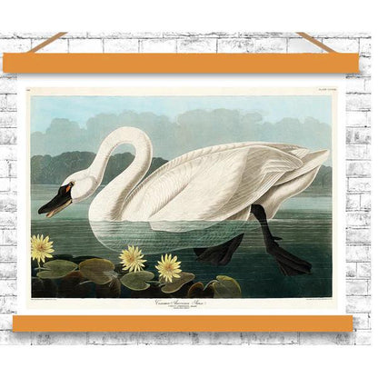 Common American Swan by John J. Audubon