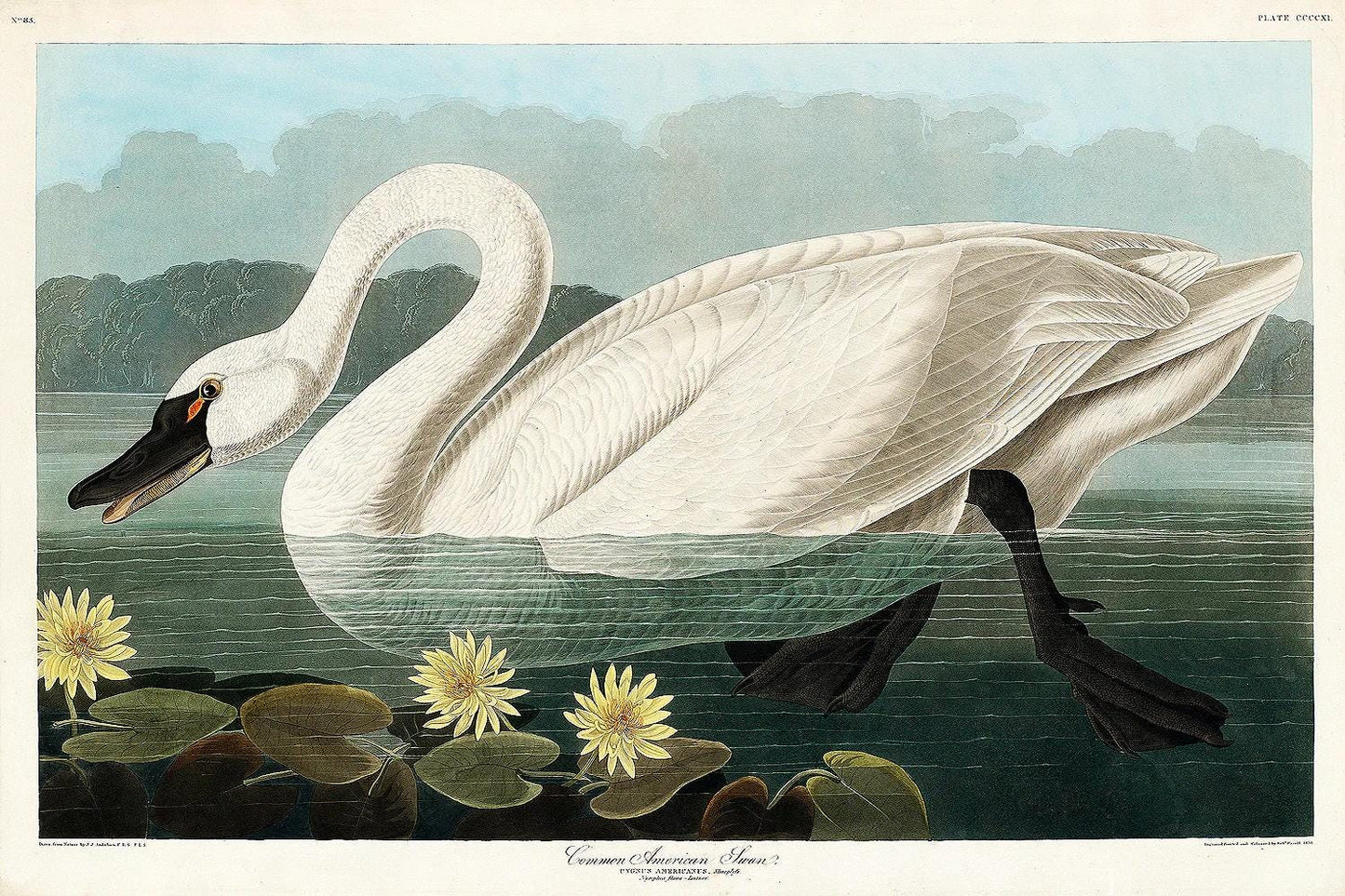 Common American Swan by John J. Audubon