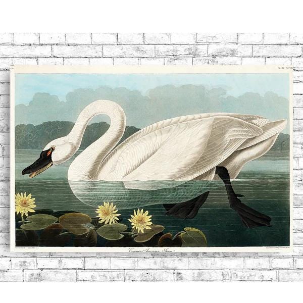 Common American Swan by John J. Audubon