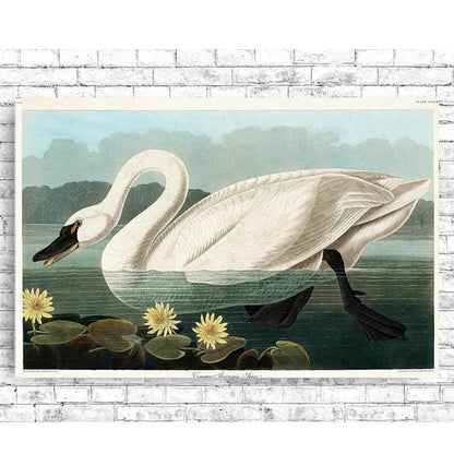 Common American Swan by John J. Audubon