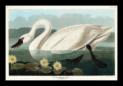 Common American Swan by John J. Audubon