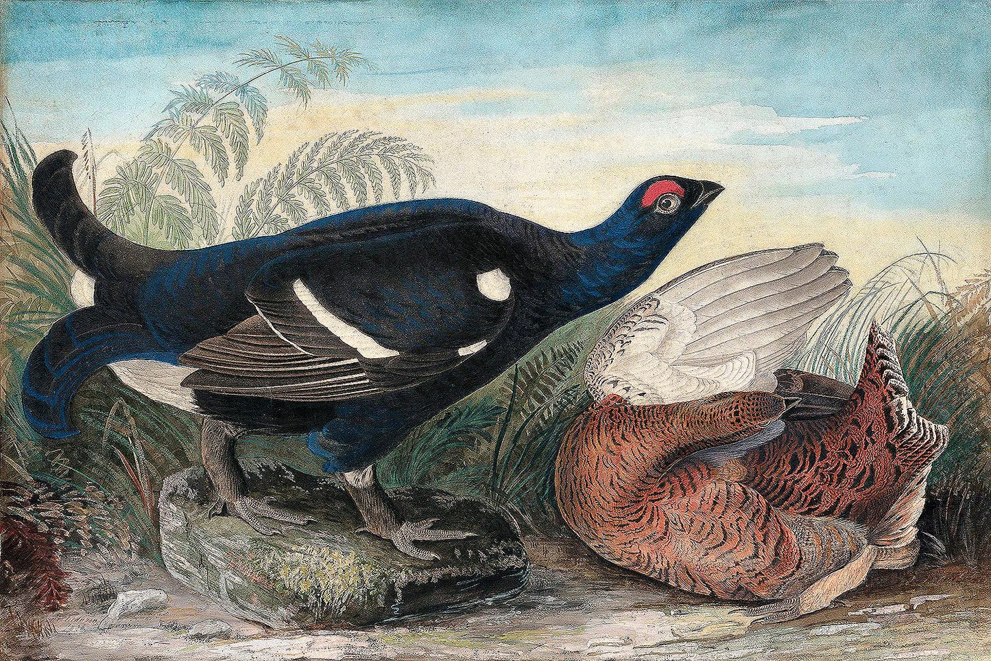 English Black Cocks by John J. Audubon