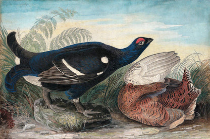 English Black Cocks by John J. Audubon