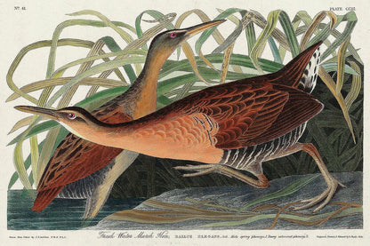 Fresh Water Marsh Hen by John J. Audubon