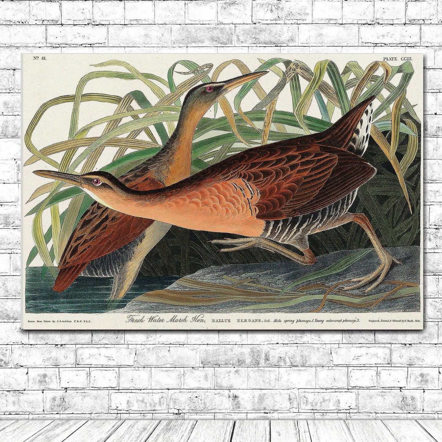 Fresh Water Marsh Hen by John J. Audubon