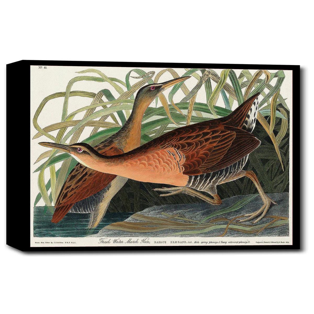 Fresh Water Marsh Hen by John J. Audubon