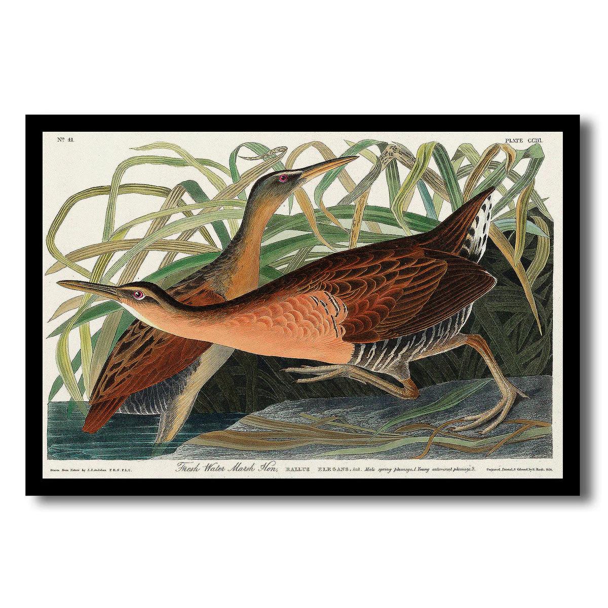 Fresh Water Marsh Hen by John J. Audubon