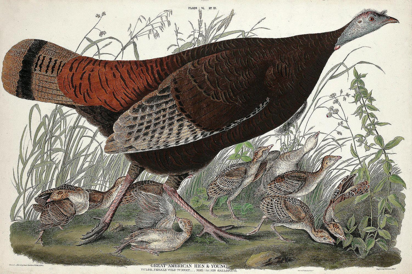 Great American Hen and Young by John J. Audubon
