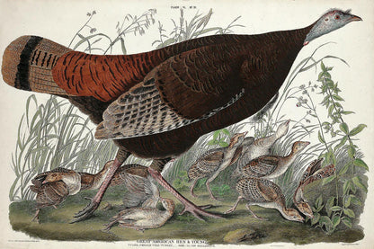 Great American Hen and Young by John J. Audubon