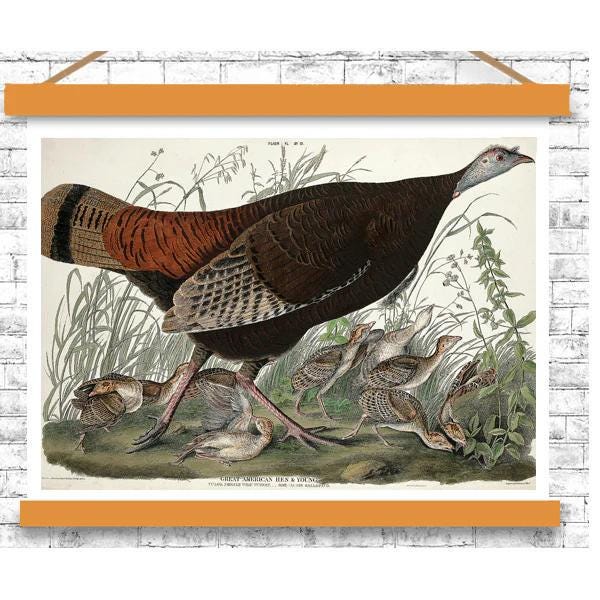 Great American Hen and Young by John J. Audubon