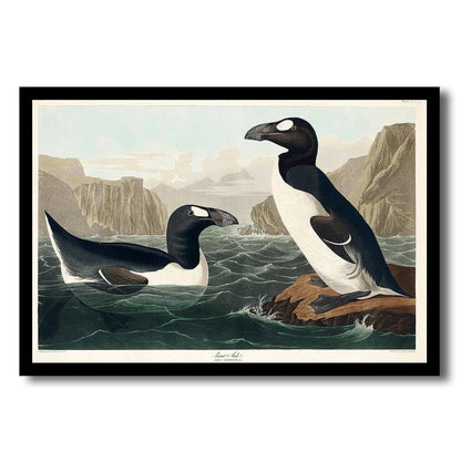 Great Auk by John J. Audubon