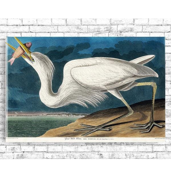 Great White Heron by John J. Audubon