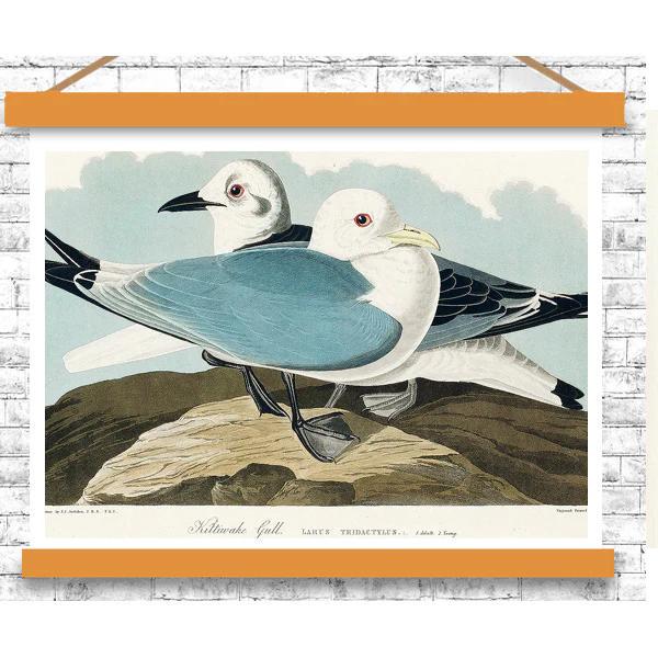 Kittiwake Gull by John J. Audubon