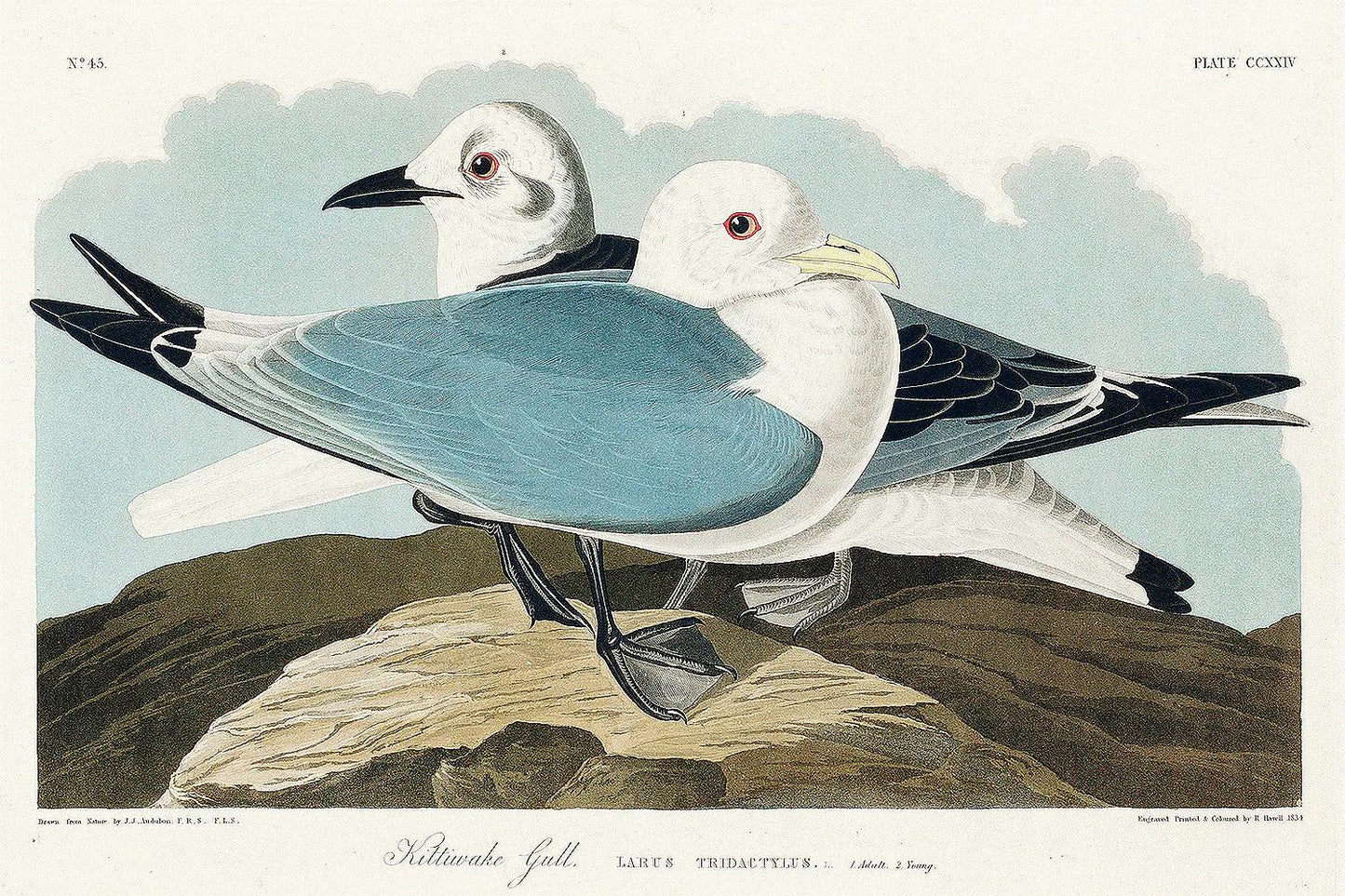 Kittiwake Gull by John J. Audubon
