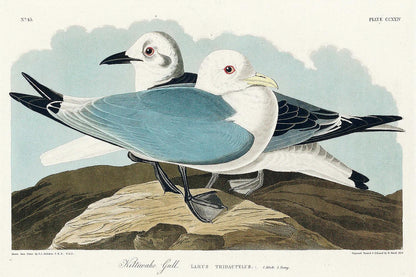 Kittiwake Gull by John J. Audubon